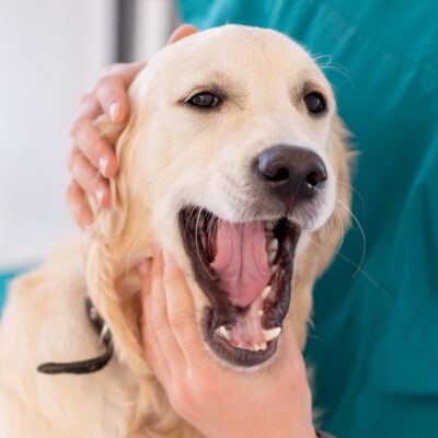 Dental Disease in Dogs