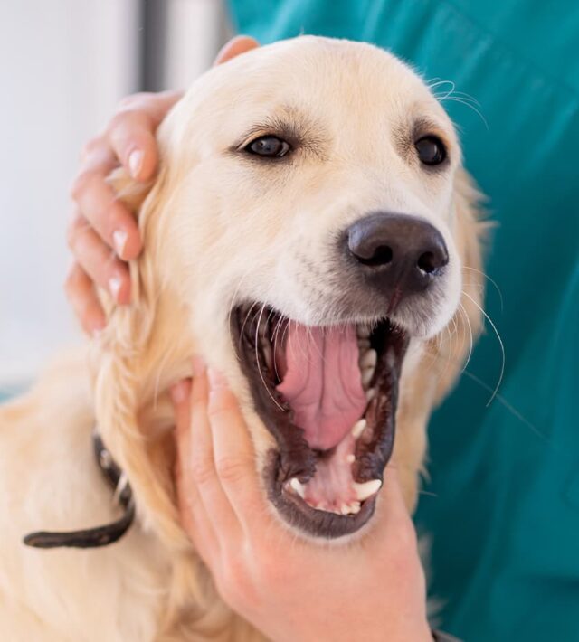 Dental Disease in Dogs