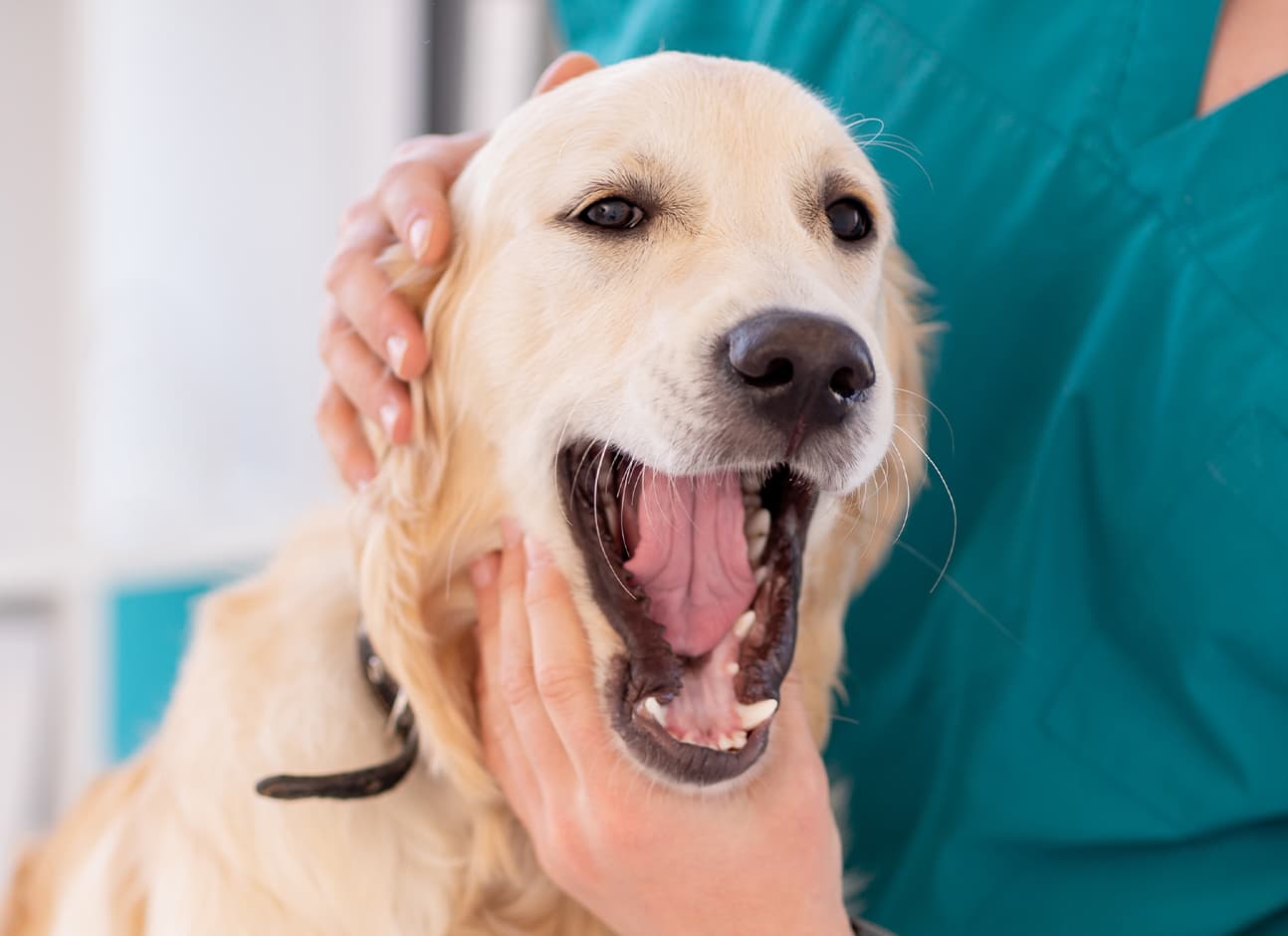 Dental Disease in Dogs