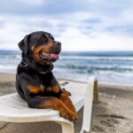 Benefits of Spaying a Dog