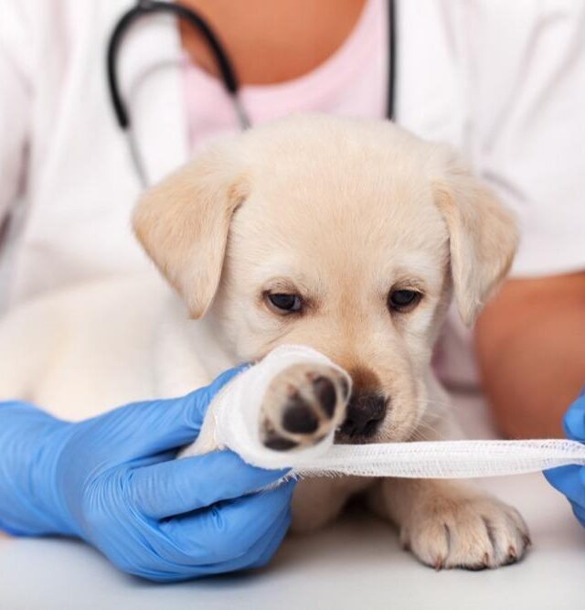 Stages of Your Dog’s Infected Wound Healing