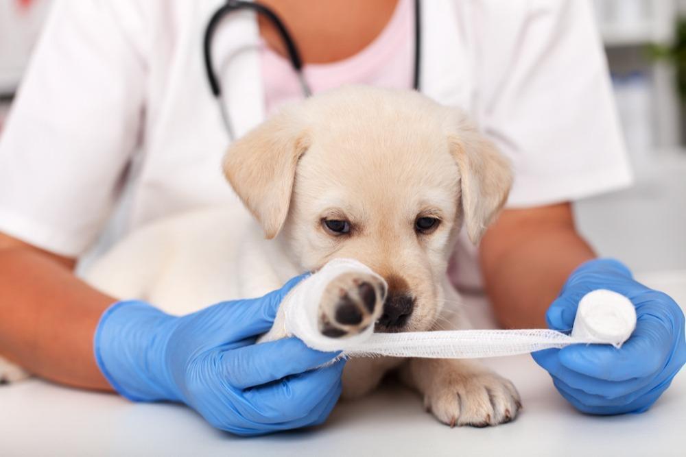 Stages of Your Dog’s Infected Wound Healing