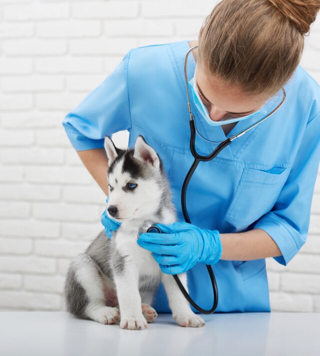 Benefits of Neutering Your Male Dog 