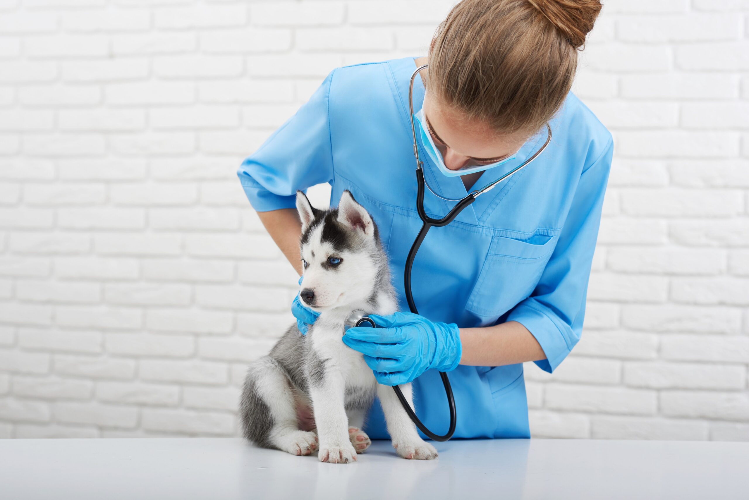 Benefits of Neutering Your Male Dog