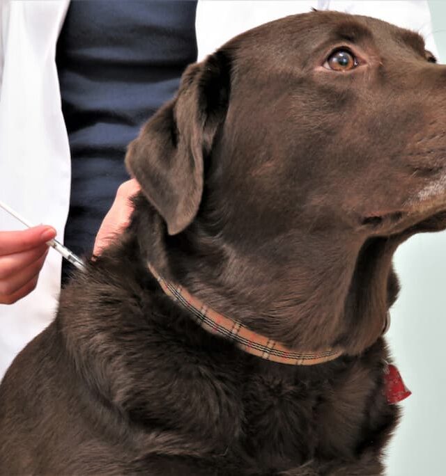 Allergy Shots for Dogs