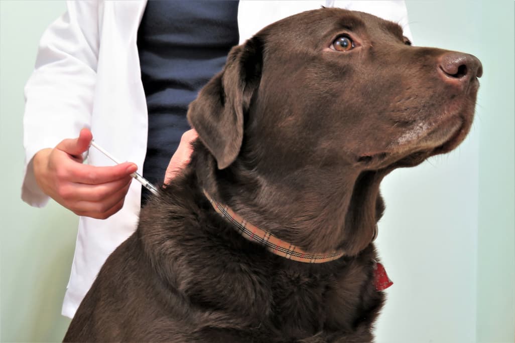 Allergy Shots for Dogs