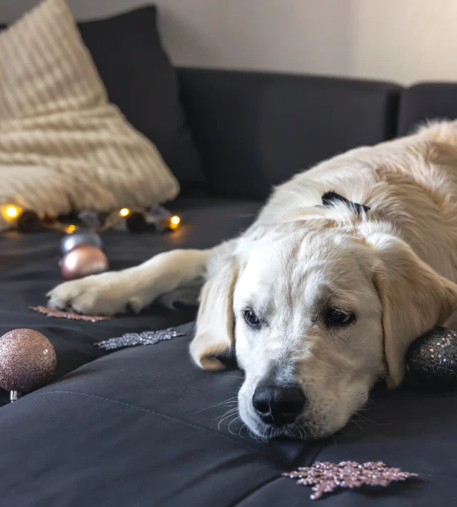 chronic pain relief for dogs​