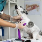 veterinary orthopedic manipulation​