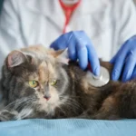 symptoms of heart disease in cats