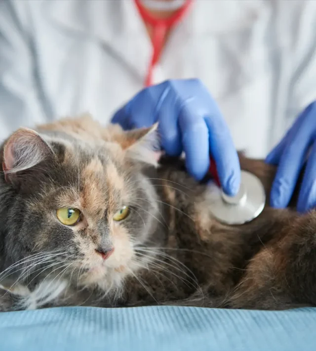 symptoms of heart disease in cats