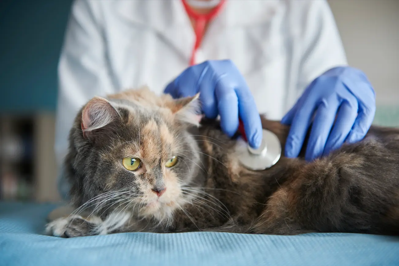 symptoms of heart disease in cats