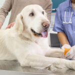 dog abdominal surgery