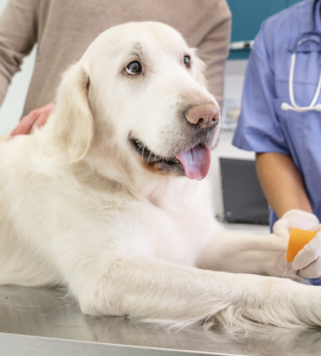 dog abdominal surgery