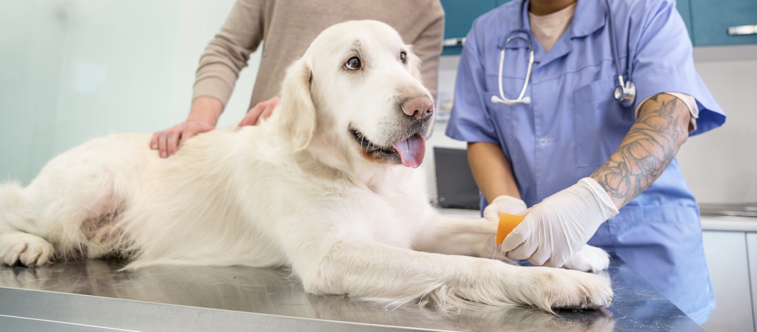 dog abdominal surgery