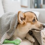 heartworm prevention for dogs