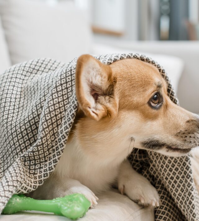 heartworm prevention for dogs