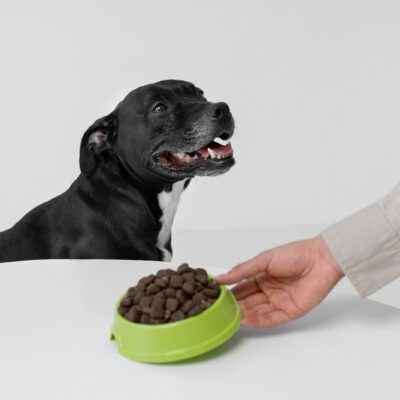 nutritional counseling for pets
