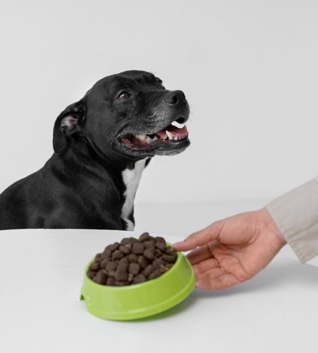 nutritional counseling for pets
