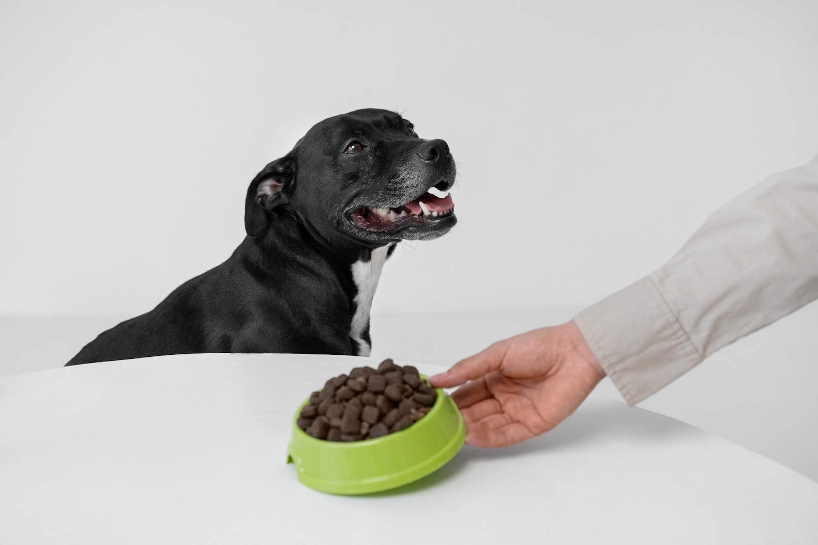 nutritional counseling for pets
