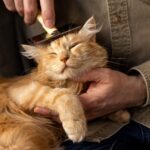 skin conditions in cats
