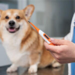 what causes diabetes in dogs