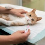 acupuncture for cats arthritis