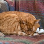 symptoms of congestive heart failure in cats