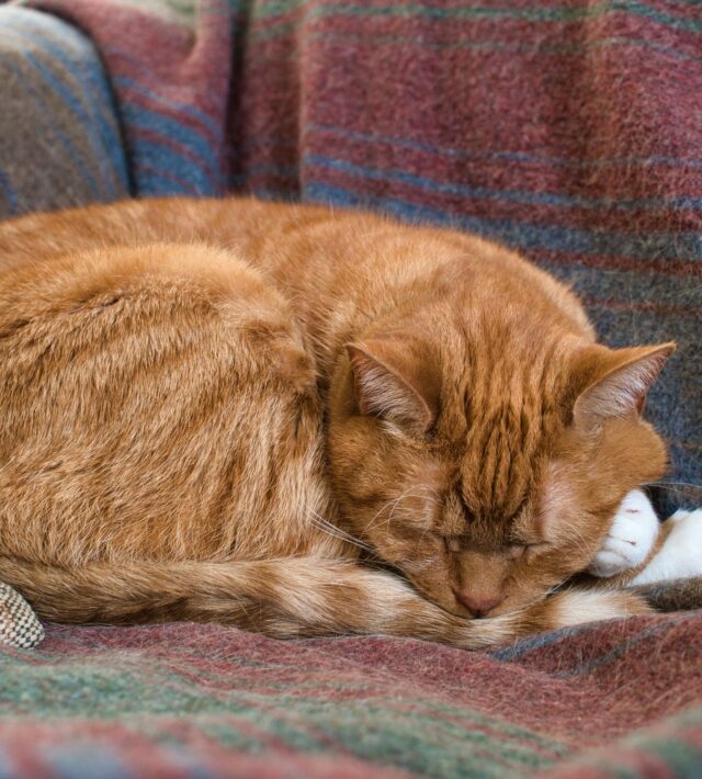 symptoms of congestive heart failure in cats