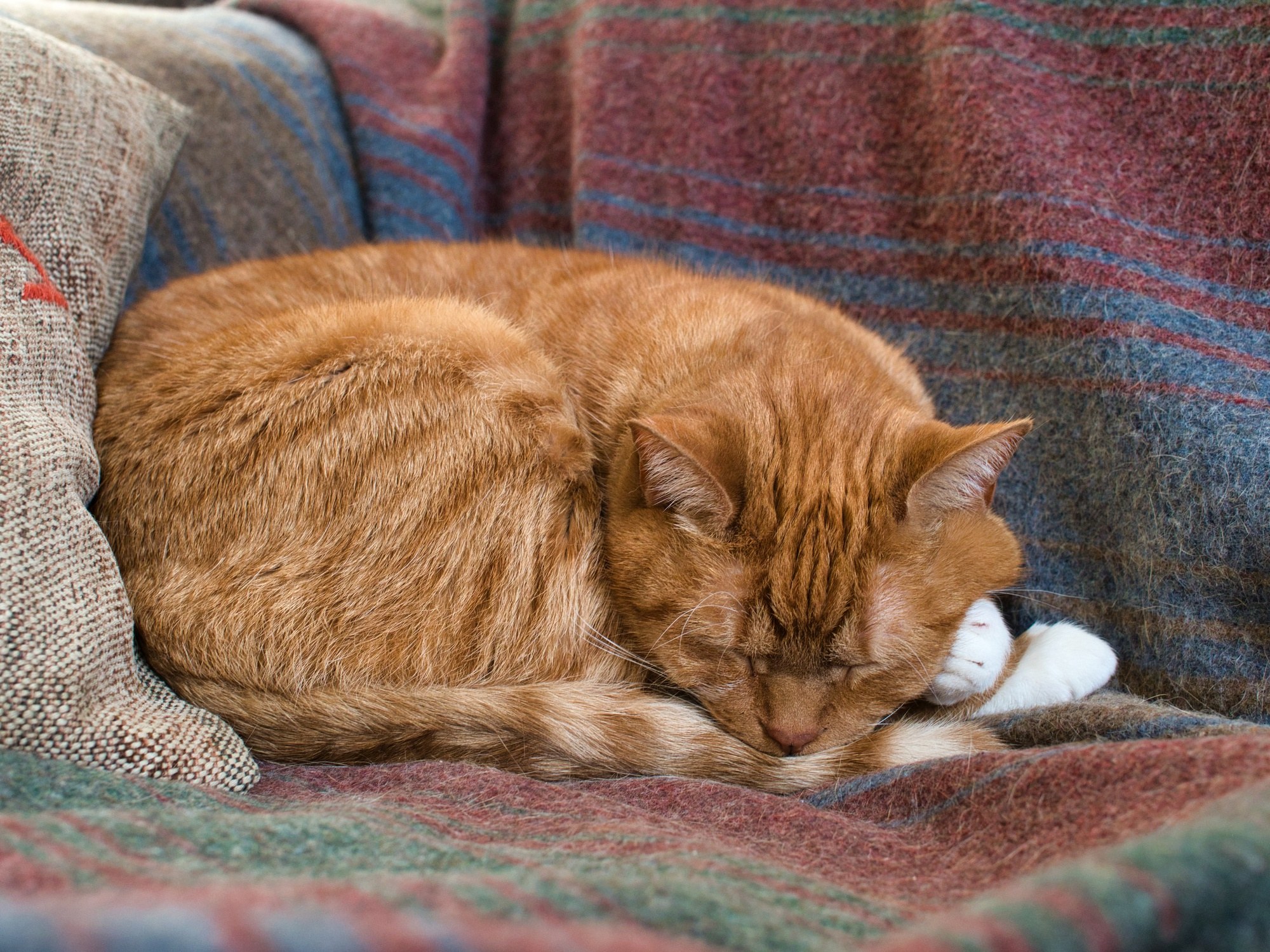 symptoms of congestive heart failure in cats