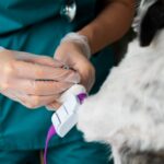 tumor removal surgery for pets