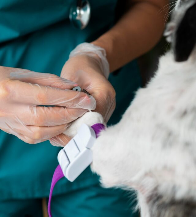 tumor removal surgery for pets