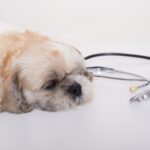 signs of Cushing disease in dogs