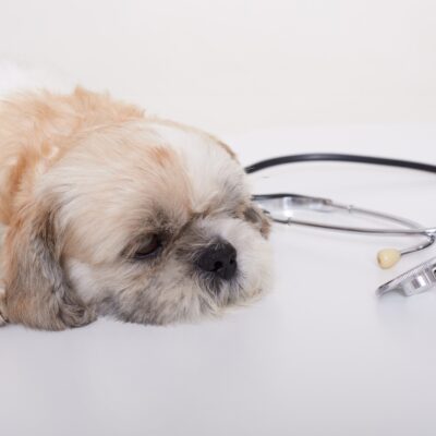signs of Cushing disease in dogs