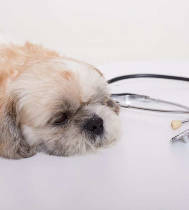 signs of Cushing disease in dogs