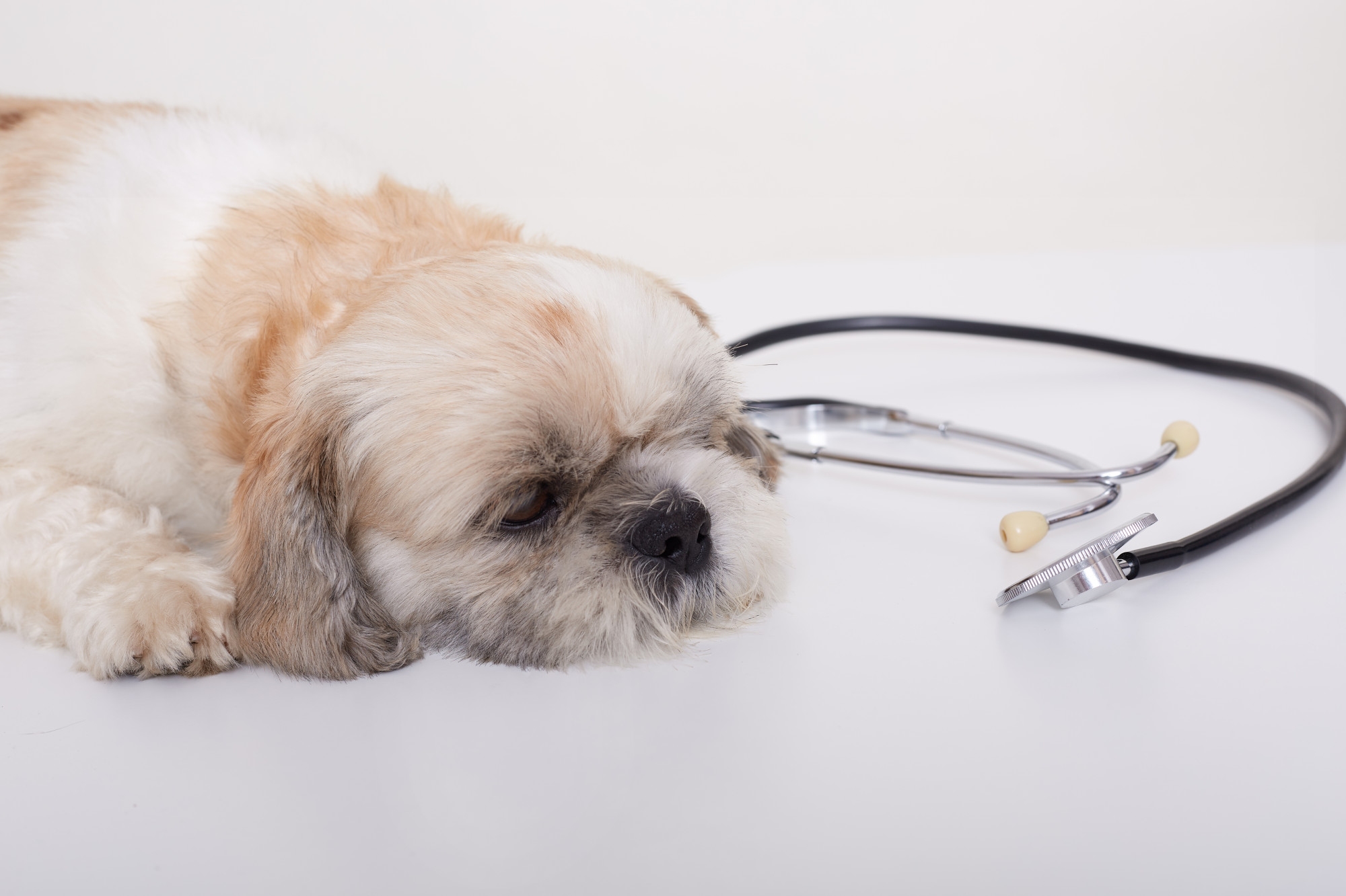 signs of Cushing disease in dogs
