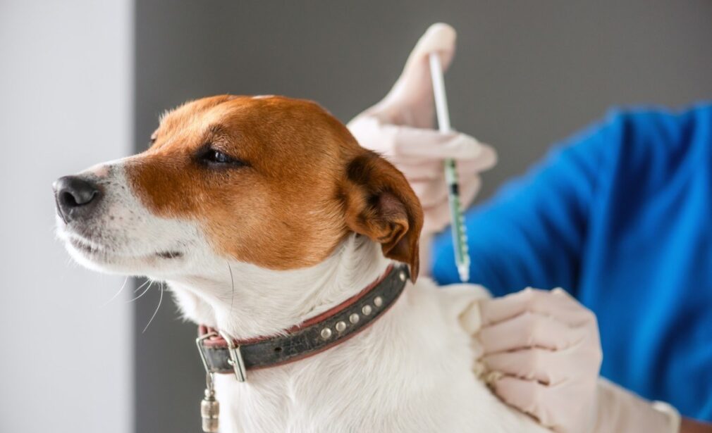 Cytopoint Allergy Shot for Dogs