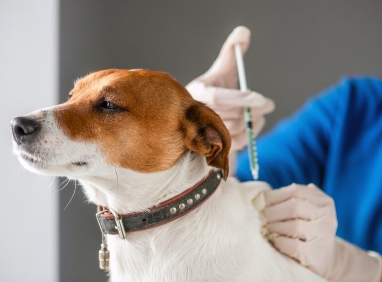 Cytopoint Allergy Shot for Dogs
