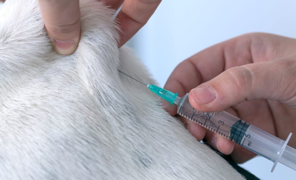 Librela for Dogs