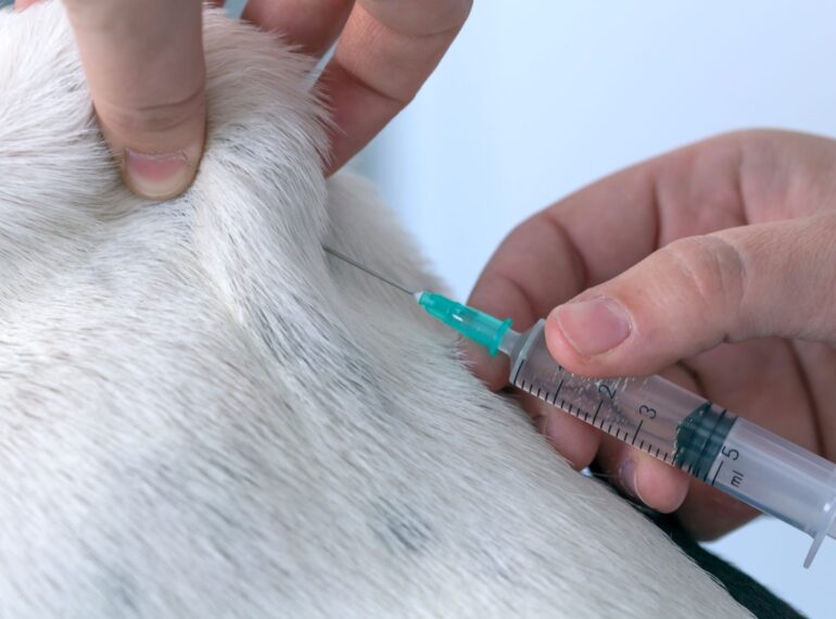 Librela for Dogs
