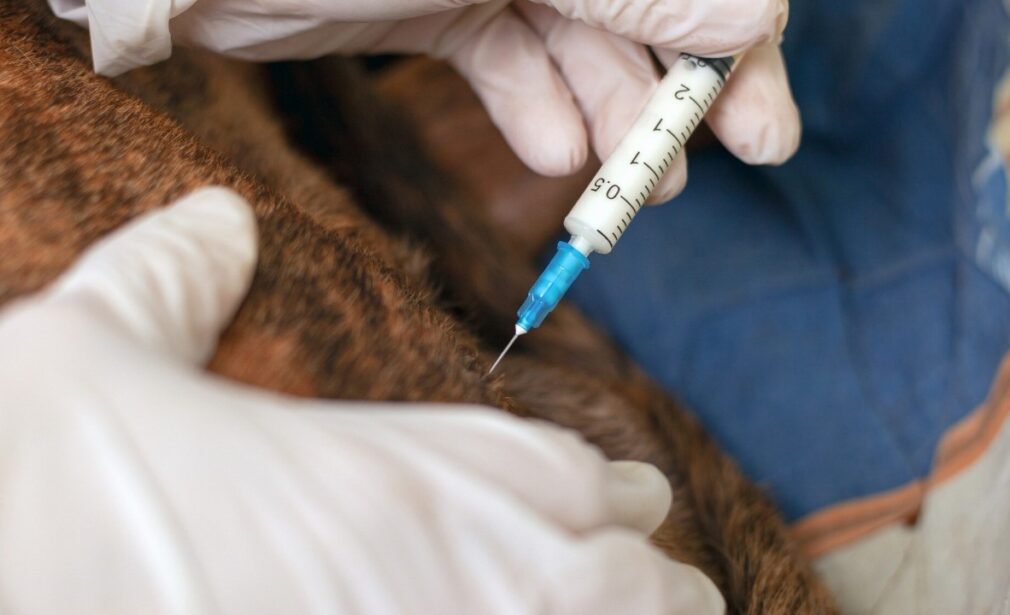 heartworm prevention for dogs