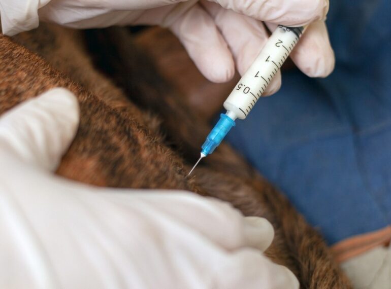 heartworm prevention for dogs