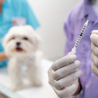 heartworm prevention injection for dogs