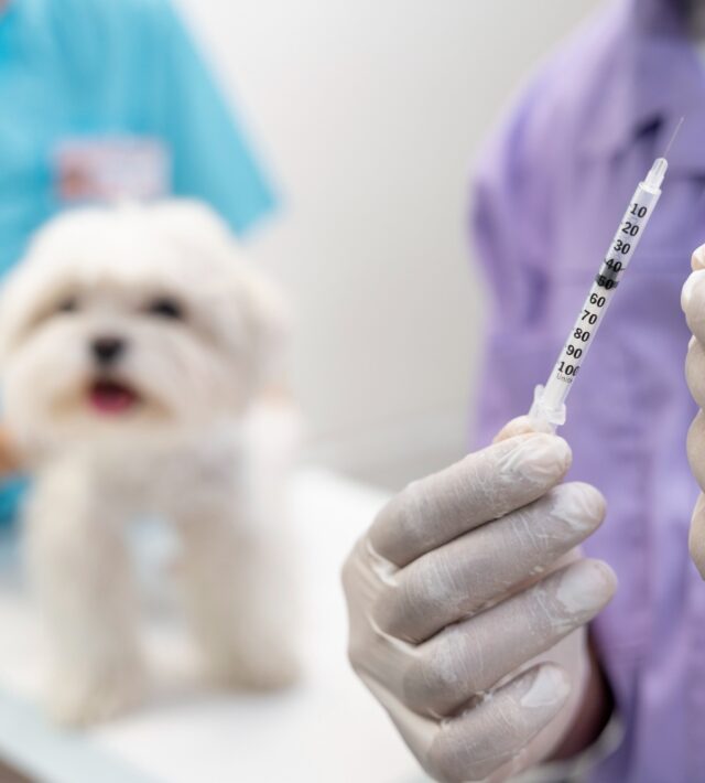 heartworm prevention injection for dogs