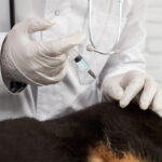 how does Cytopoint for dogs work