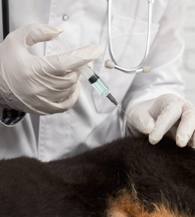 how does Cytopoint for dogs work