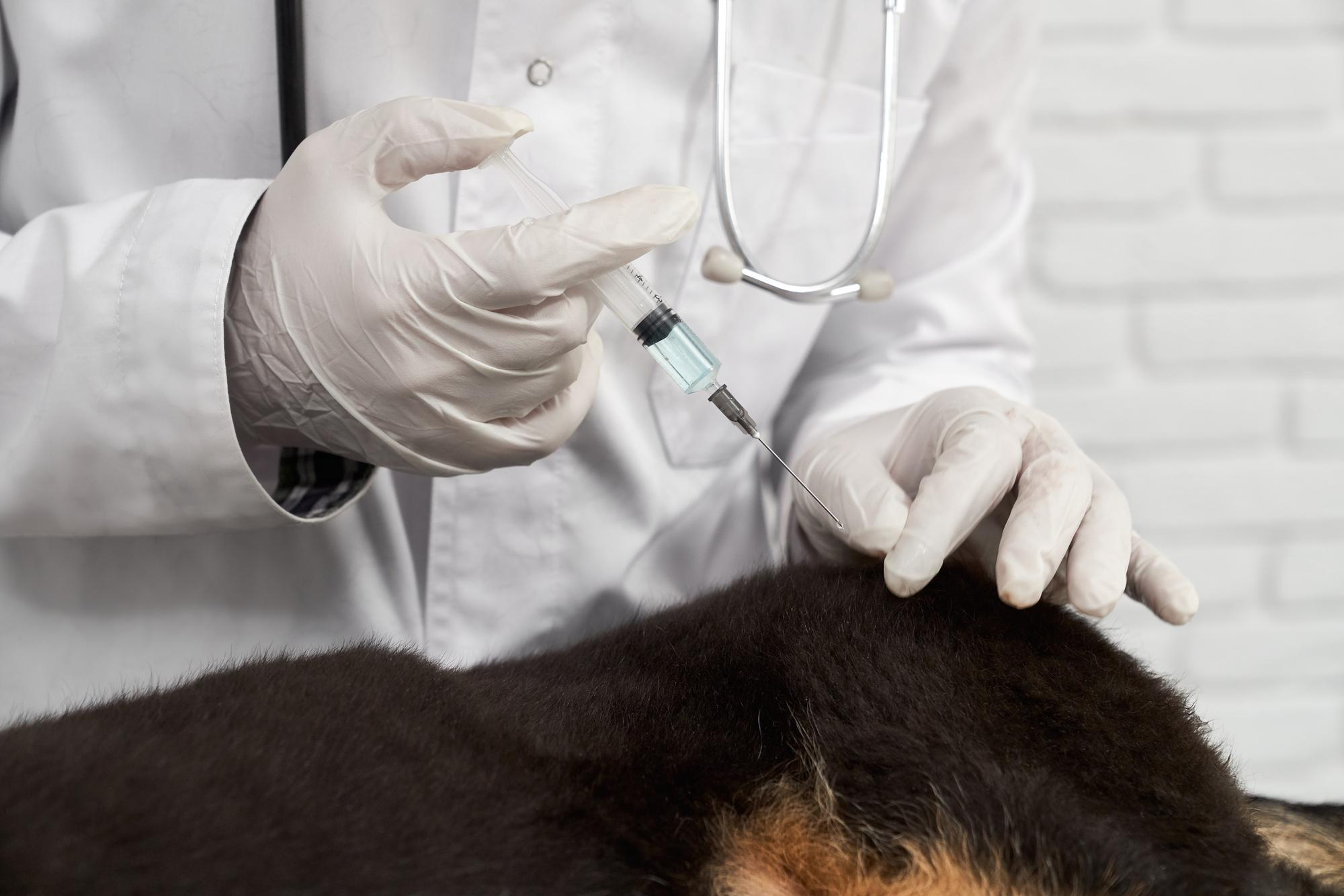 how does Cytopoint for dogs work