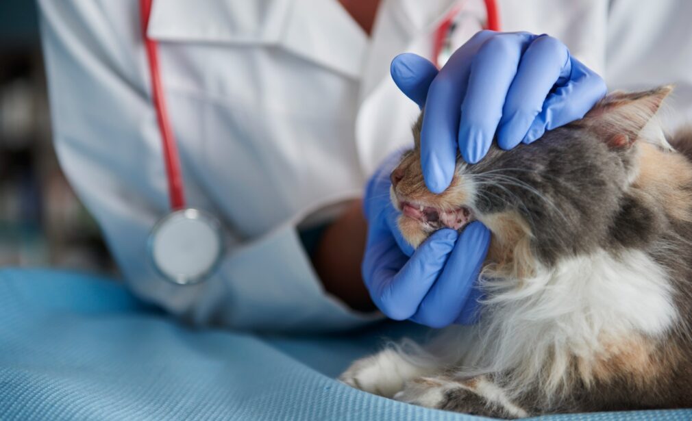 signs of cat dental disease