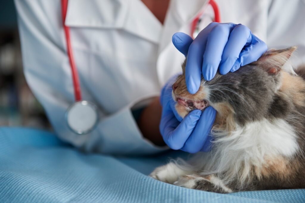 signs of cat dental disease