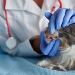 signs of cat dental disease