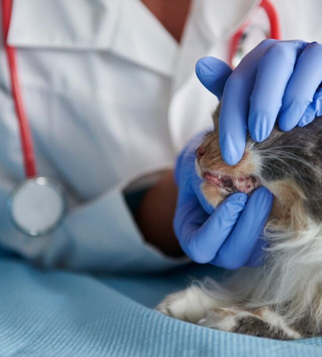 signs of cat dental disease